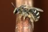 Lasioglossum sp.